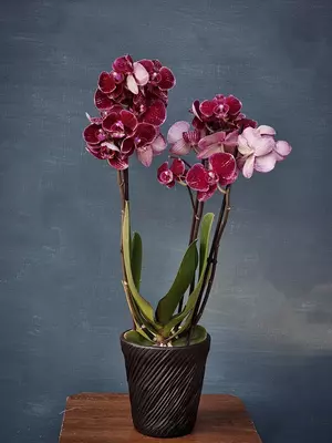 Орхидея Фаленопсис (Орхидеи) Оптом и розница