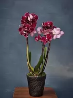 Орхидея Фаленопсис (Орхидеи) Оптом и розница