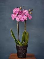 Орхидея Фаленопсис (Орхидеи) Blumen