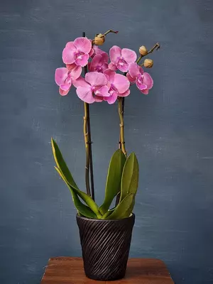 Орхидея Фаленопсис (Орхидеи) Blumen