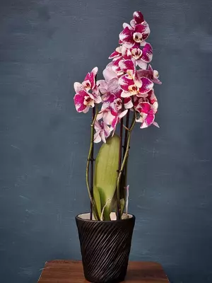 Орхидея Фаленопсис (Орхидеи) - Blumen