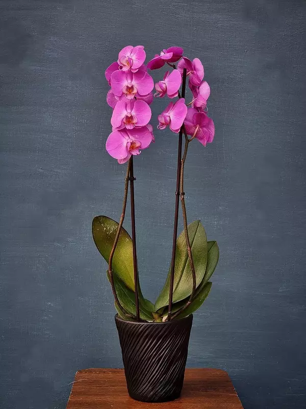 Blumen - Орхидея Фаленопсис (Орхидеи)