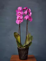Blumen - Орхидея Фаленопсис (Орхидеи)