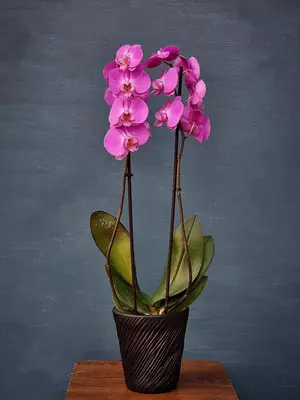 Орхидея Фаленопсис (Орхидеи)