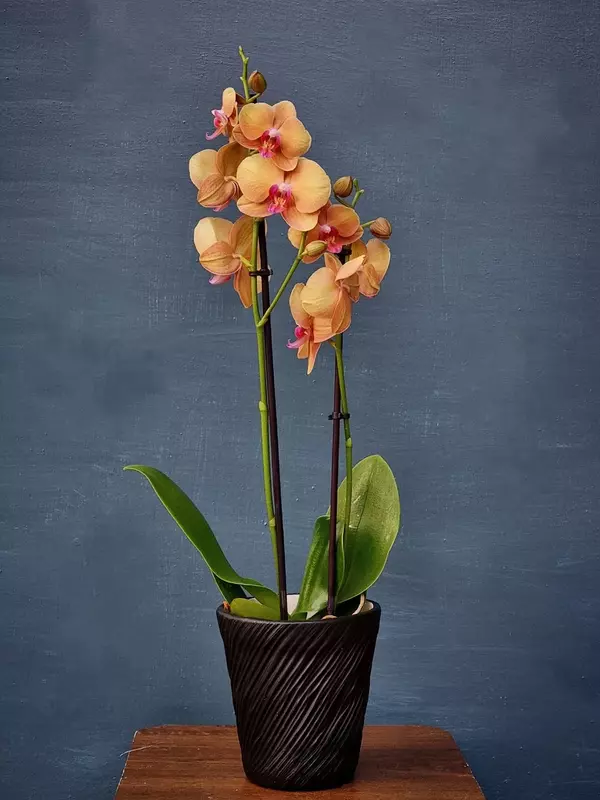 Орхидея Фаленопсис (Орхидеи) - Комнатные растения