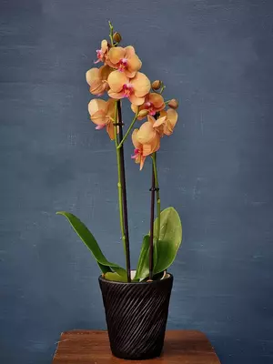 Орхидея Фаленопсис (Орхидеи)