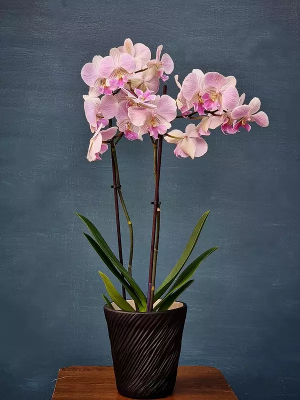 Орхидея Фаленопсис (Орхидеи) Комнатные растения