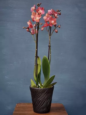 Орхидея Фаленопсис (Орхидеи)