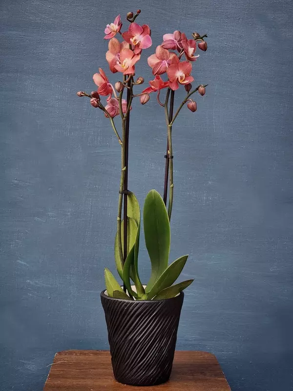 Орхидея Фаленопсис (Орхидеи) от {0} сум - Blumen