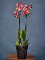 Орхидея Фаленопсис (Орхидеи) от {0} сум - Blumen