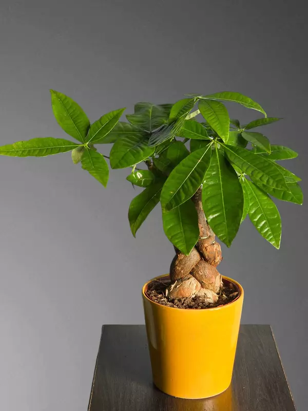 Пахира Бонсай 😘