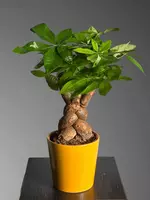 Пахира Бонсай 😘 - 180 000 сум