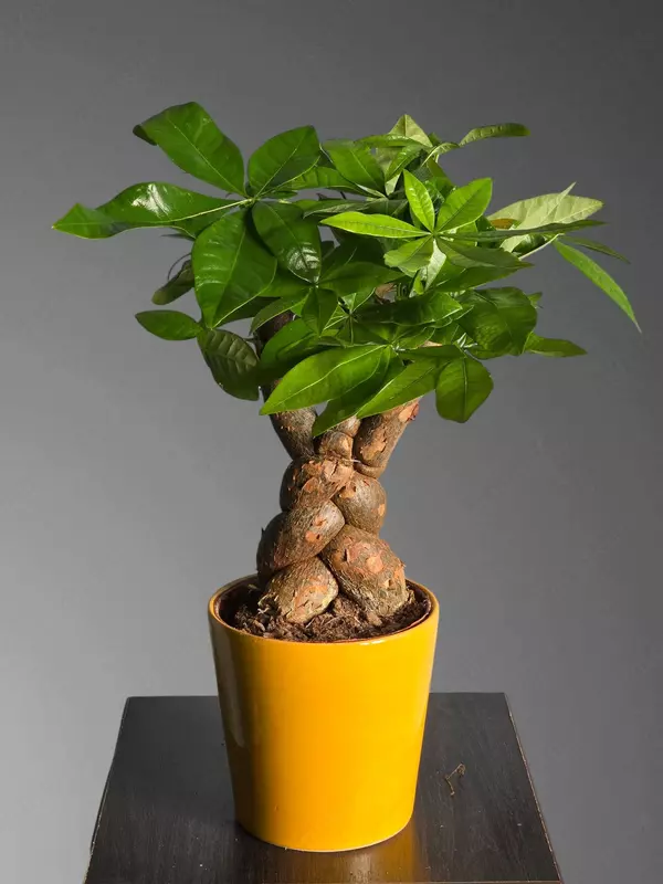 Пахира Бонсай 😘 - 180 000 сум