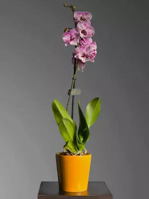 Orxideya Falenopsis 😚