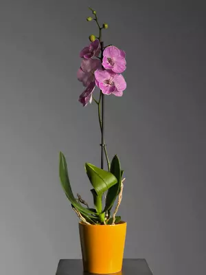 Orxideya Falenopsis 😚 - 225 000 so'm / dona