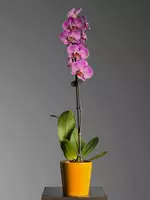 225 000 сум Орхидея Фаленопсис 😚