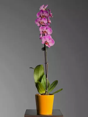 225 000 so'm / dona Orxideya Falenopsis 😚