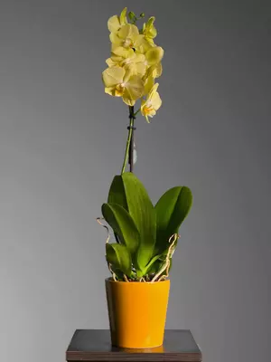 Orxideya Falenopsis 😚 Blumen