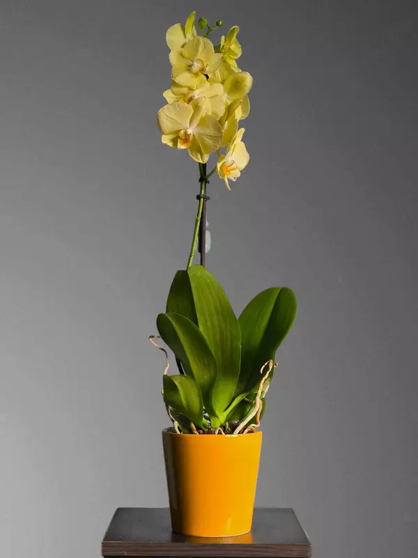 Орхидея Фаленопсис 😚 Blumen