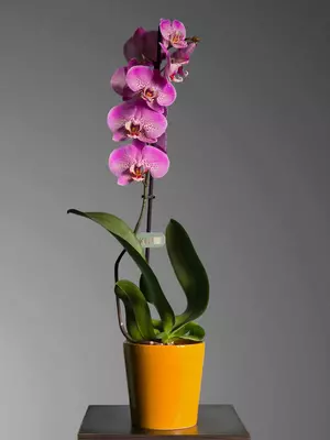 Orxideya Falenopsis 😚 - Blumen