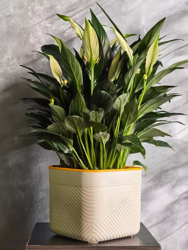 Женское Счастье 😘 - 190 000 сум