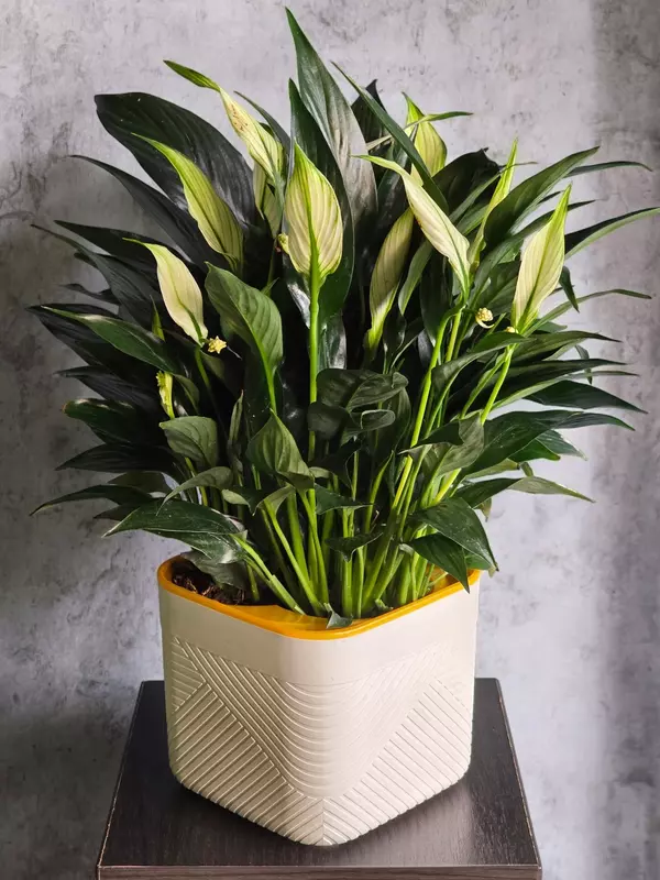 190 000 сум Женское Счастье 😘