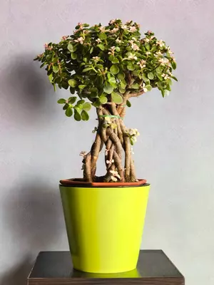 Портулакария 😘