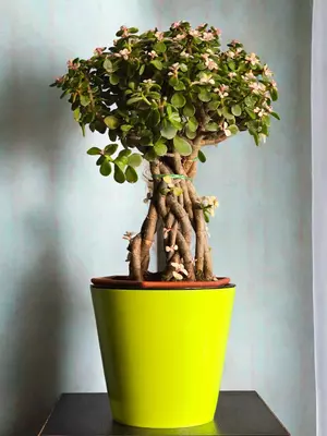 Портулакария 😘 - 180 000 сум / шт.