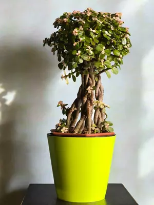 Портулакария 😘 Только в розницу