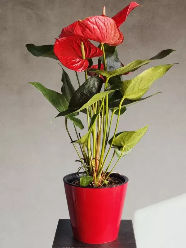 Мужское Счастье 🔥