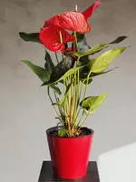 Мужское Счастье 🔥