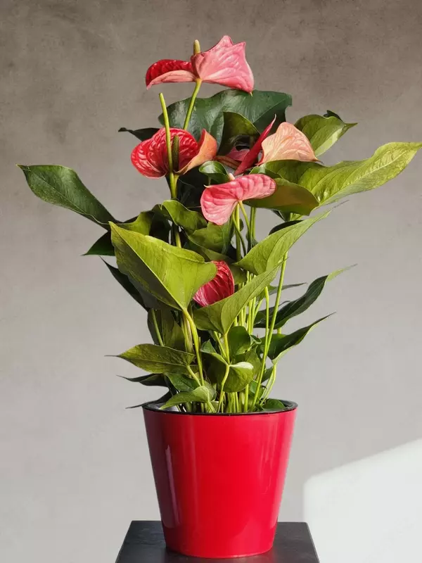 Мужское Счастье 🔥 - 215 000 сум