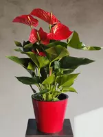 215 000 сум Мужское Счастье 🔥