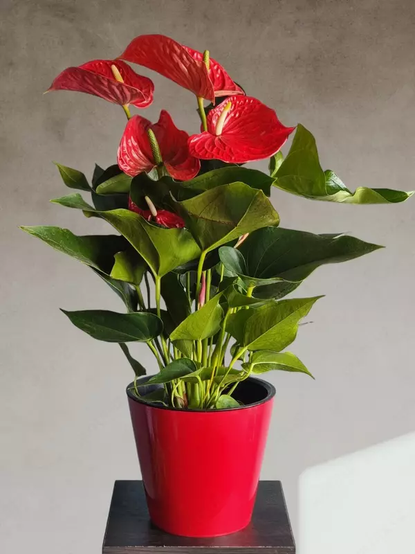 215 000 сум Мужское Счастье 🔥