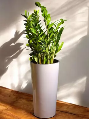 Замиокулькас 😊