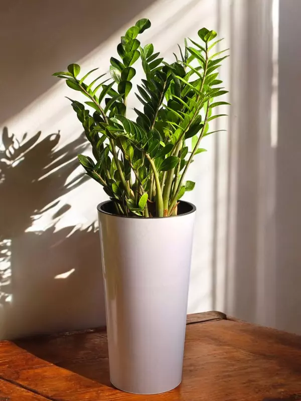 Замиокулькас 😊 - 650 000 сум