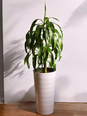 Драцена Гавайи ☺️