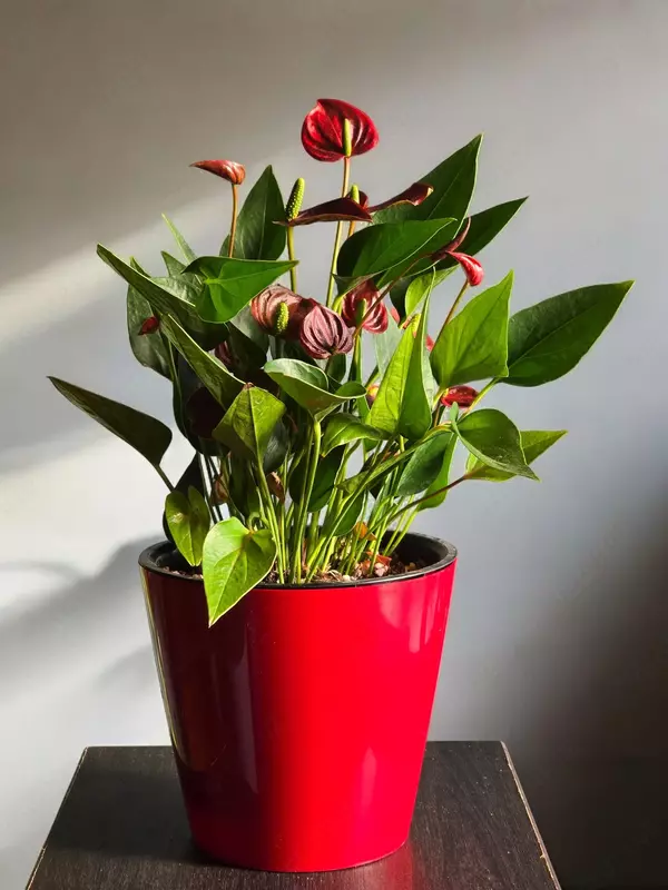 Мужское Счастье 🥰 - 160 000 сум