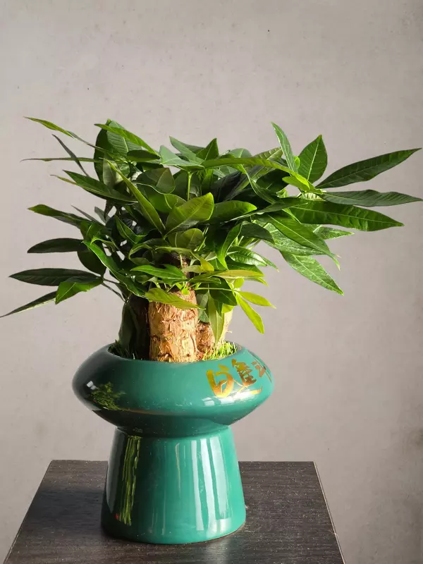 Пахира Бонсай 😘