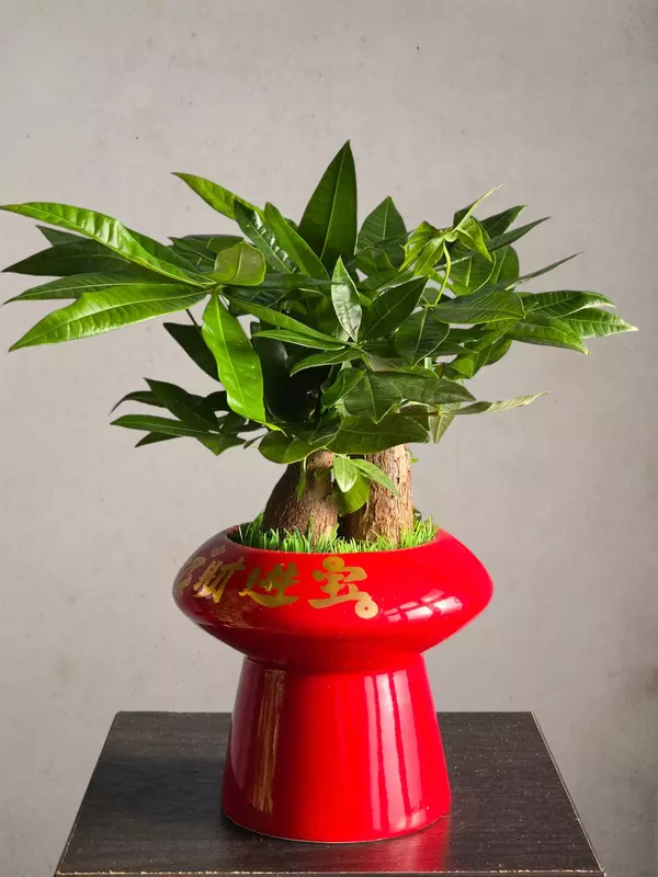 Пахира Бонсай 😘 - 190 000 сум