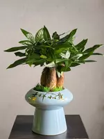 190 000 сум Пахира Бонсай 😘