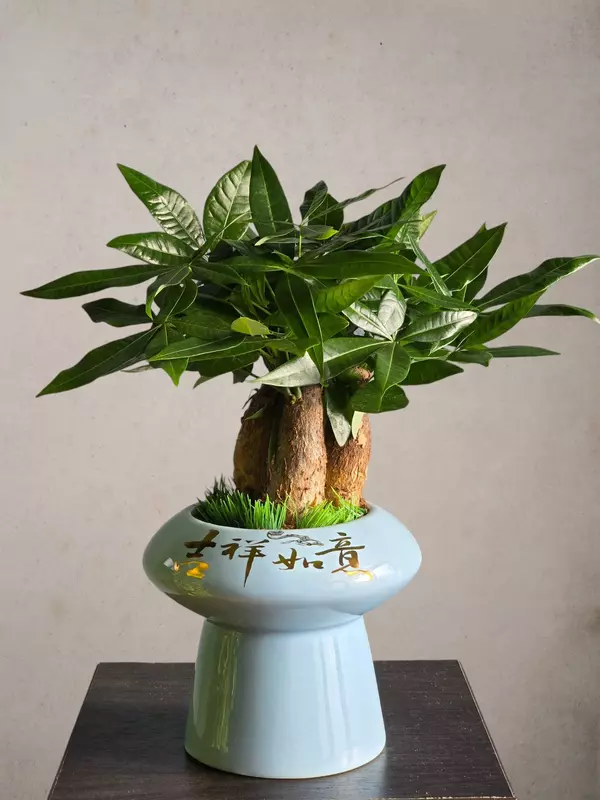 190 000 сум Пахира Бонсай 😘