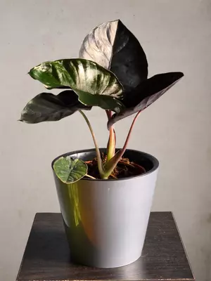 Алоказия Блэк Меджик🖤