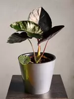 Алоказия Блэк Меджик🖤