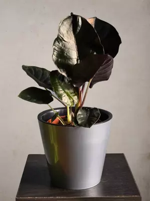 Алоказия Блэк Меджик🖤 - 150 000 сум / шт.