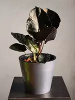 Алоказия Блэк Меджик🖤 - 150 000 сум