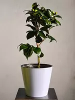 Камелия 😘 - 180 000 сум