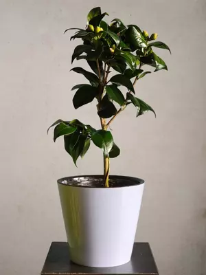 Камелия 😘 - 180 000 сум / шт.