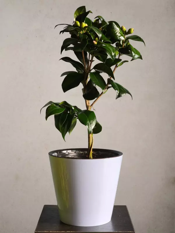 Камелия 😘 - 180 000 сум