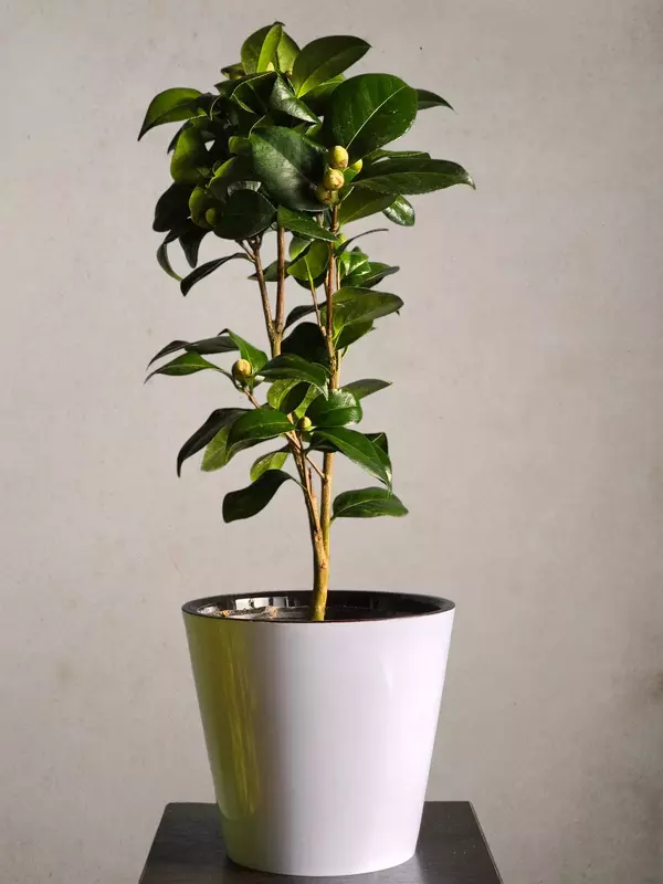 180 000 сум Камелия 😘